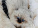 WILLIE seal point color - Scottish Fold Kitten For Sale - Austin&comma; TX&comma; US
