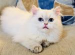 CLOUD LONGHAIR MALE - British Shorthair Kitten For Sale - Austin&comma; TX&comma; US