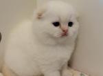 FROSTY blue eyes - Scottish Fold Kitten For Sale - Austin&comma; TX&comma; US