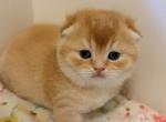 COOPER RED COLOR - Scottish Fold Kitten For Sale - Austin&comma; TX&comma; US