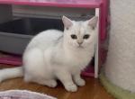 Bri Lola - British Shorthair Kitten For Sale - Brooklyn&comma; NY&comma; US