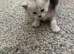High smoke - Maine Coon Kitten For Sale - OH&comma; US