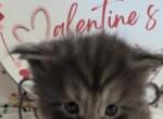 Romeo Reserved - Maine Coon Kitten For Sale - OH&comma; US
