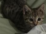 SOLD Betty - Highlander Kitten For Sale - 