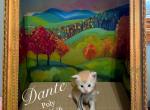 Dante - Maine Coon Kitten For Sale - Greensburg&comma; IN&comma; US