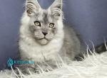 Wazn - Maine Coon Kitten For Sale - Miami&comma; FL&comma; US