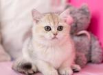 Jina - British Shorthair Kitten For Sale - Norwalk&comma; CT&comma; US