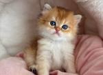 Golden British Longhair male - British Shorthair Kitten For Sale - Aliso Viejo&comma; CA&comma; US