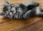 You name him - Domestic Kitten For Sale - South Windsor&comma; CT&comma; US