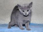 RussianBlue Litter - Russian Blue Kitten For Sale - Springfield&comma; OH&comma; US