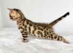 Gia - Bengal Kitten For Sale - 
