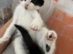 You name them - Domestic Kitten For Sale - South Windsor&comma; CT&comma; US