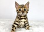 Dora - Bengal Kitten For Sale - Corona&comma; CA&comma; US