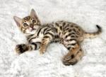 Loki - Bengal Kitten For Sale - 