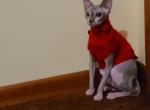 Violet Spayed Female - Sphynx Cat For Adoption - Hagerstown&comma; MD&comma; US