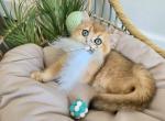 Willow - British Shorthair Kitten For Sale - TN&comma; US