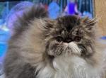 Margalit sheli - Persian Kitten For Sale - Joplin&comma; MO&comma; US