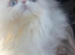 Nesah Blue Eyed Persian - Persian Cat For Sale - Gastonia&comma; NC&comma; US