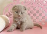Barney - Scottish Fold Kitten For Sale - Hollywood&comma; FL&comma; US