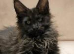 Delmar Polydactyl - Maine Coon Kitten For Sale - Hollywood&comma; FL&comma; US