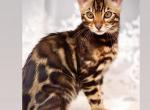 Violetta - Bengal Kitten For Sale - Pembroke Pines&comma; FL&comma; US
