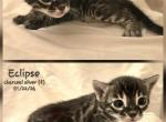 CLAIMED Eclipse - Bengal Kitten For Sale - Florence&comma; SC&comma; US