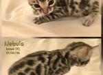 Nebula - Bengal Kitten For Sale - Florence&comma; SC&comma; US