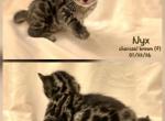 CLAIMED Nyx - Bengal Kitten For Sale - Florence&comma; SC&comma; US