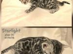 CLAIMED Starlight - Bengal Kitten For Sale - Florence&comma; SC&comma; US