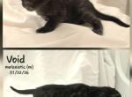 CLAIMED Void - Bengal Kitten For Sale - Florence&comma; SC&comma; US