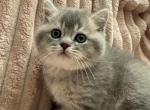 Fredo - Scottish Straight Kitten For Sale - Palatine&comma; IL&comma; US
