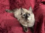 Bambi - Ragdoll Kitten For Sale/Service - Hatfield&comma; PA&comma; US