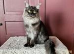 Stud service - Maine Coon Cat For Sale/Service - Villa Rica&comma; GA&comma; US