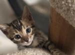 New years Bengal kittens - Bengal Kitten For Sale - Denver&comma; CO&comma; US