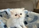 Persian white boy to go - Persian Kitten For Sale - Altamonte Springs&comma; FL&comma; US