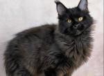 Yamamoto - Maine Coon Kitten For Sale - Miami&comma; FL&comma; US