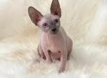 Buzz - Sphynx Kitten For Sale - 