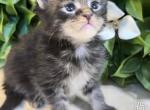 Maine Coon babies - Maine Coon Kitten For Sale - Sarasota&comma; FL&comma; US