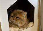 British chocolate golden - British Shorthair Cat For Sale - Staten Island&comma; NY&comma; US