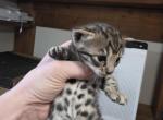 Silver male kittens - Bengal Kitten For Sale - 
