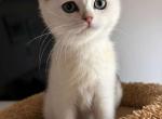 Slushy - British Shorthair Kitten For Sale - Clifton&comma; VA&comma; US