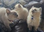 Cute Siamese Kittens Available - Siamese Kitten For Sale - Ypsilanti&comma; MI&comma; US