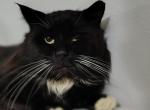 Phoenix - Domestic Cat For Adoption - Fort Pierce&comma; FL&comma; US