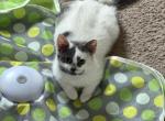 Bellah - Domestic Kitten For Sale - Baltimore&comma; MD&comma; US
