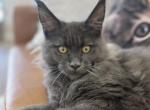 Iriska - Maine Coon Kitten For Sale - Grayslake&comma; IL&comma; US