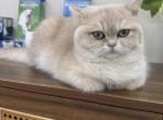 Darini - British Shorthair Kitten For Sale - Grayslake&comma; IL&comma; US