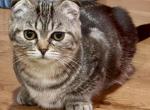Munchkin - Scottish Fold Kitten For Sale - White Plains&comma; NY&comma; US
