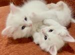 Siberian Neva Masquerade Kittens - Siberian Kitten For Sale - White Plains&comma; NY&comma; US