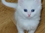 Siberian Kittens - Siberian Kitten For Sale - White Plains&comma; NY&comma; US