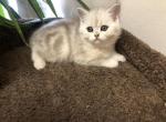 Male Scottish straight Kitten - Scottish Fold Kitten For Sale - Denver&comma; CO&comma; US